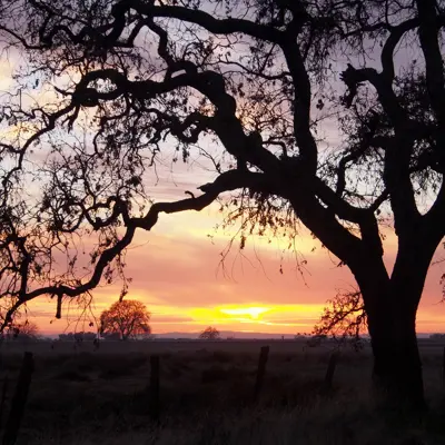 "Oak tree at sunset"